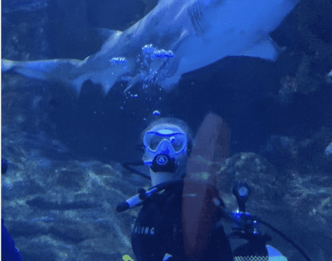 Shark Diving